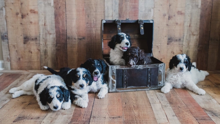 3 Ways to Naturally Reduce Hairballs