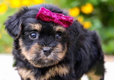 How to Brush Your Dog’s Teeth