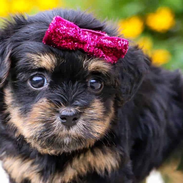 Yorkiepoo Puppies