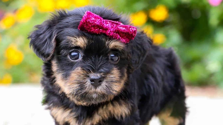 How to Brush Your Dog’s Teeth